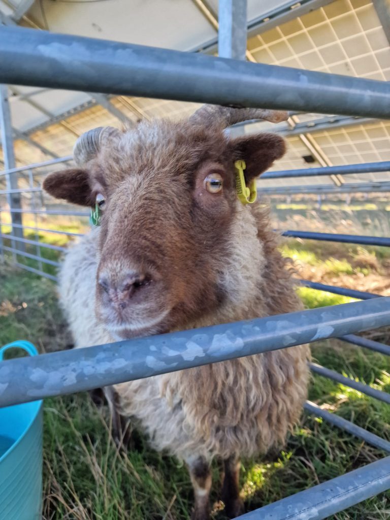 North ronaldsay ewe looking into the camera from behind a hurdle