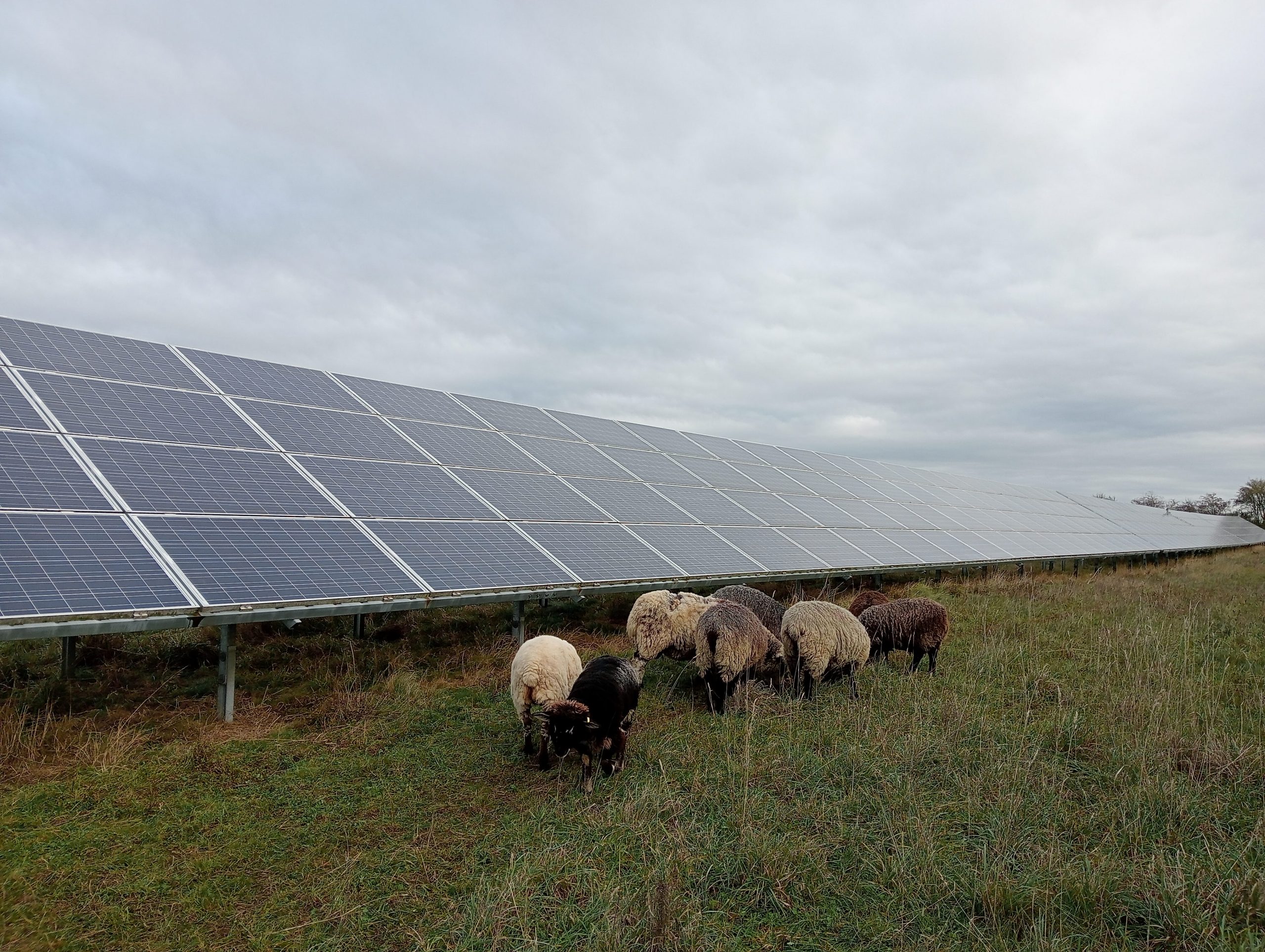 Small flock of varies different coloured sheep grazing in front of a solar panel